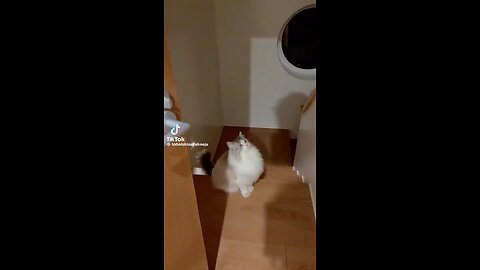 Slinky Kitty!