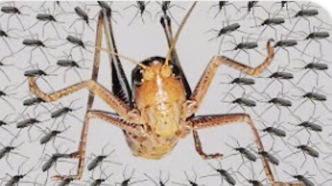 If you were bitten by a mosquito last night, watch this video.