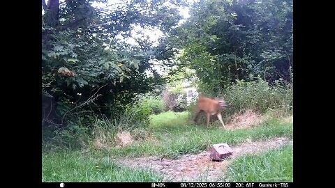Deer Cam 08-12-2025 Doe By House Runs By Camera. Watch Till The End Game Cam Trail Cam