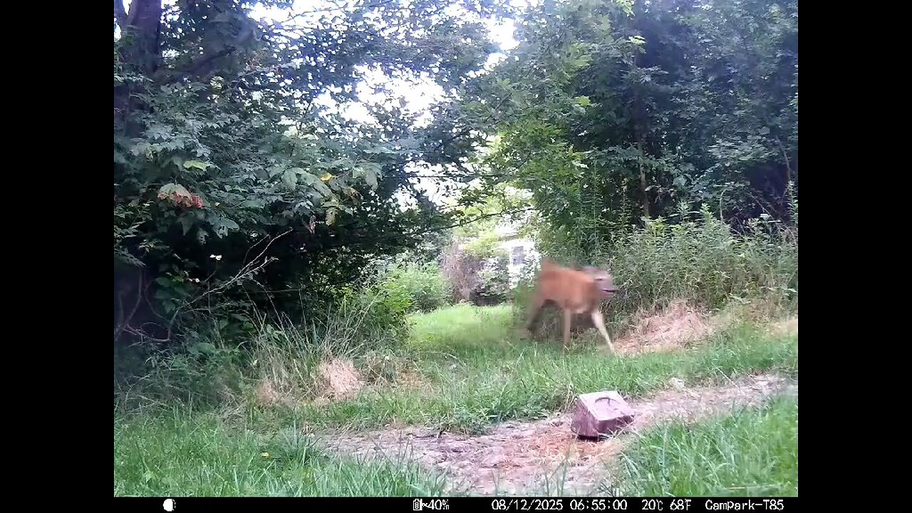 Deer Cam 08-12-2025 Doe By House Runs By Camera. Watch Till The End Game Cam Trail Cam