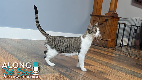 She’s Got Cattitude! Meet Lemon – A Zesty Cat with a Big Personality 😼🍋