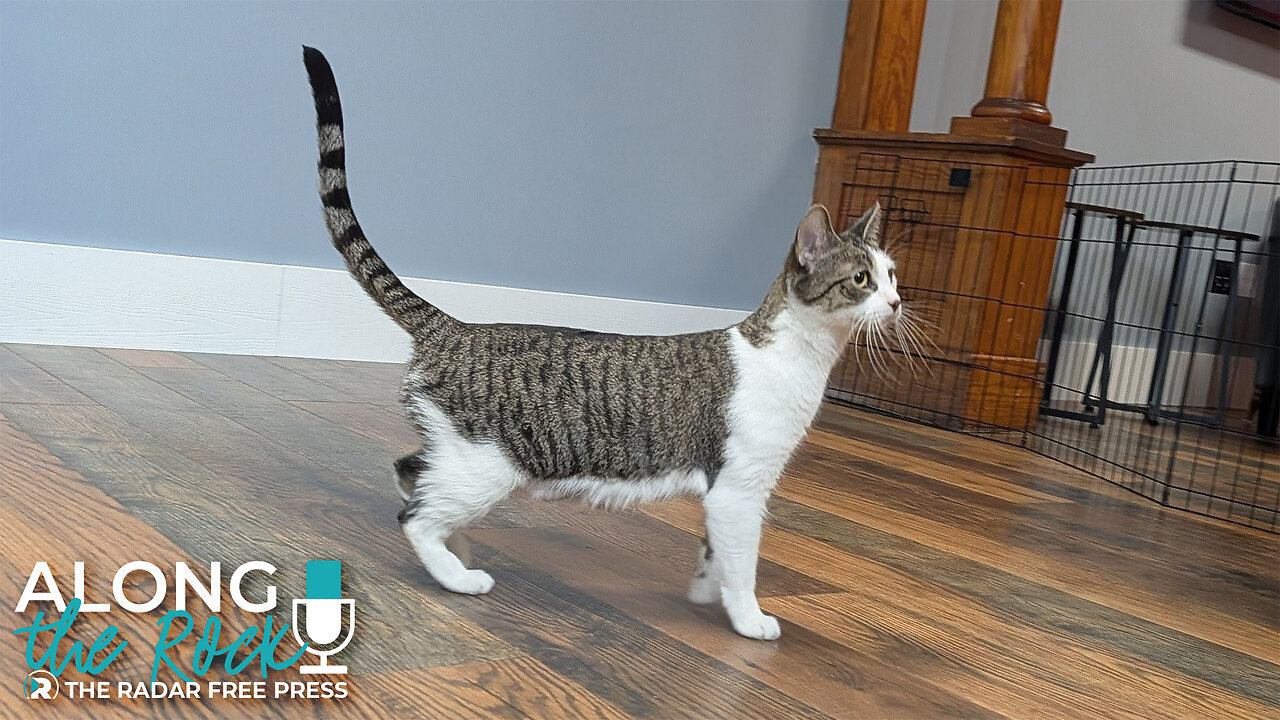 She’s Got Cattitude! Meet Lemon – A Zesty Cat with a Big Personality 😼🍋