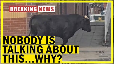 The bull with no owner and the cancelled Qurbani