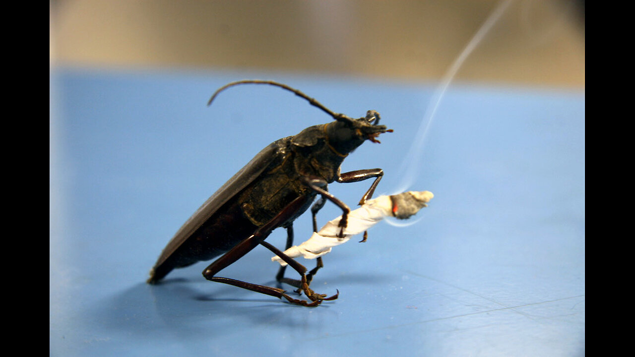 Cucarachas Enojadas Fumando Marihuana Tito & Tarantula