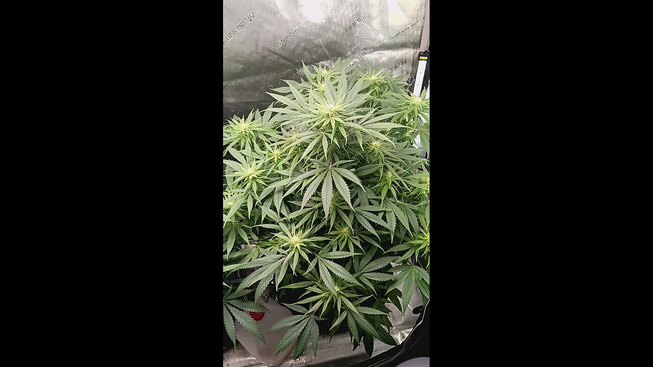 Wedding cheesecake week 11 day 6