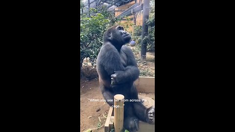 Gorilla funny video
