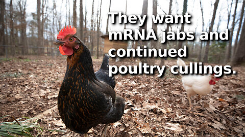 USDA Wants to Start Jabbing Chickens for Bird Flu, Wreaks of a Big Agriculture and Pharma Scam