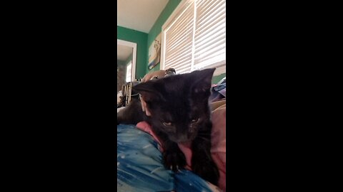 Upload vid of the void kitten