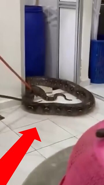 Una enorme pitón irrumpe por el techo en un domicilio en Malasia