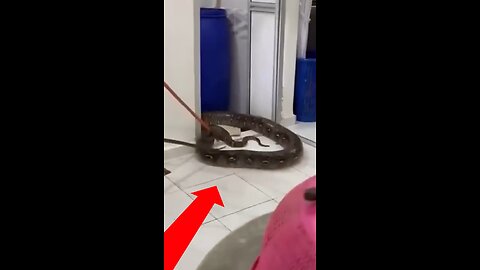 Una enorme pitón irrumpe por el techo en un domicilio en Malasia