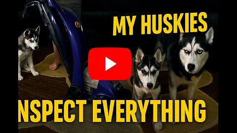 Husky Inspectors on Duty! Did My Cleaning Pass the Pup Test?