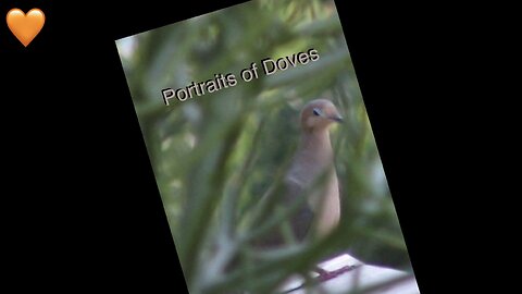 Relaxing Doves and Music