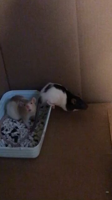 Young Fancy Rats Enid and Wednesday In Their Happy Place (The Litter Box) Ending Is Hilarious