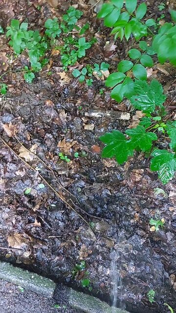 Peeing next to some portaloos