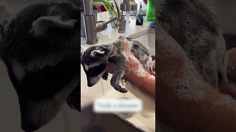 Девушка как обычно отпустила собаку погулять во дворе, а та вернулась домой с новым другом