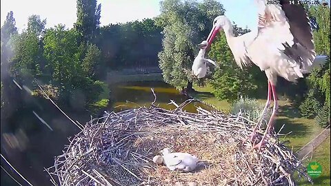 ‼️ The male stork is carrying the chick ‼️🐤😧😭