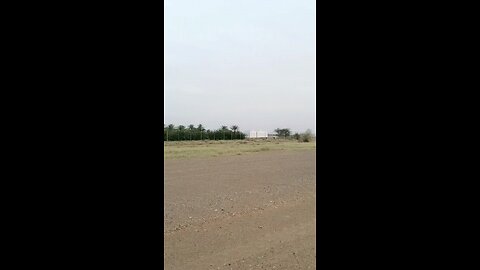 dates garden in Sultanate of Oman middle east.