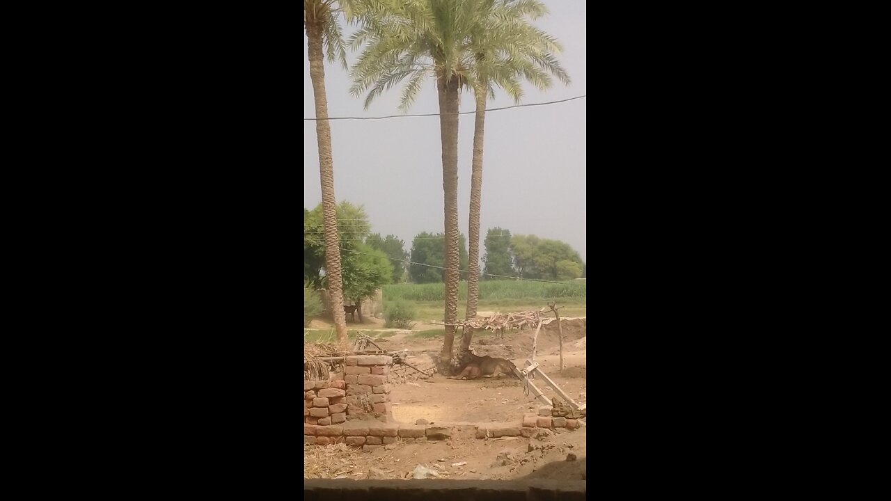 my village beautiful video