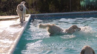 💦 🐶 Something Fun to Make Your Day! ♡🐾 😎