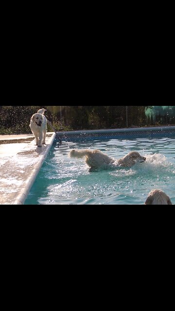 💦 🐶 Something Fun to Make Your Day! ♡🐾 😎