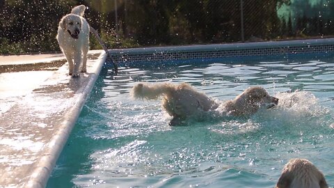 💦 🐶 Something Fun to Make Your Day! ♡🐾 😎