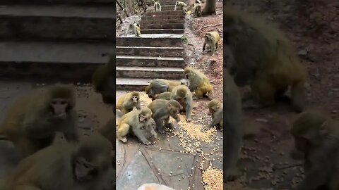 Feed the wild monkeys corn