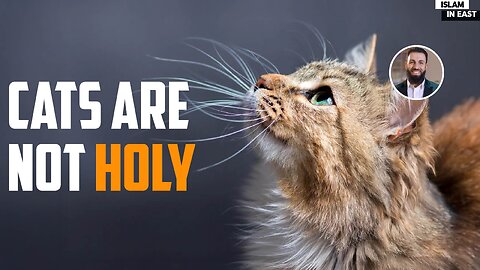 Cats are not HOLY | Belal Assad