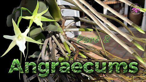 Angraecum sesquipedale Orchids 2025 Season Roots UPDATE | Madagascar Native Orchids #ninjaorchids