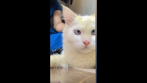 Cute cats