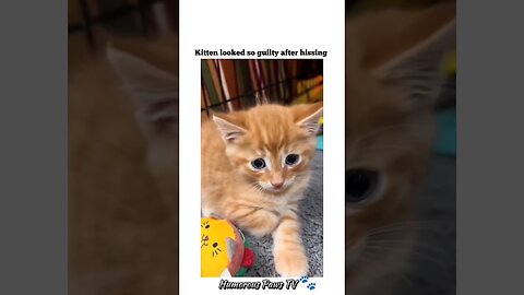 Funny animals 2024😂- Funniest Cats and Dogs Video😹🐶