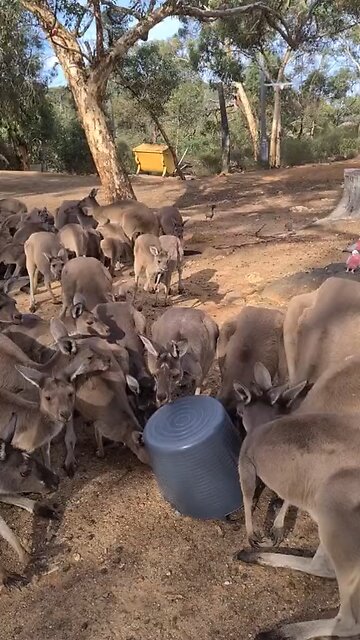 Kangaroo diaries only in Australia 🇦🇺