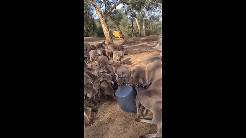 Kangaroo diaries only in Australia 🇦🇺
