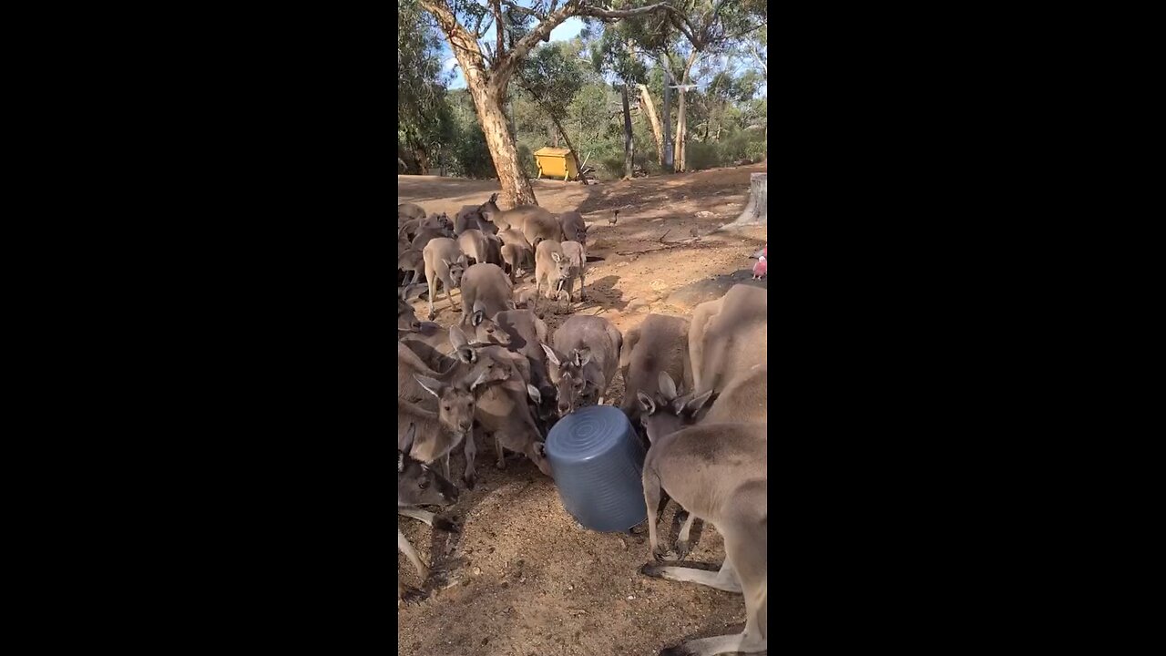 Kangaroo diaries only in Australia 🇦🇺