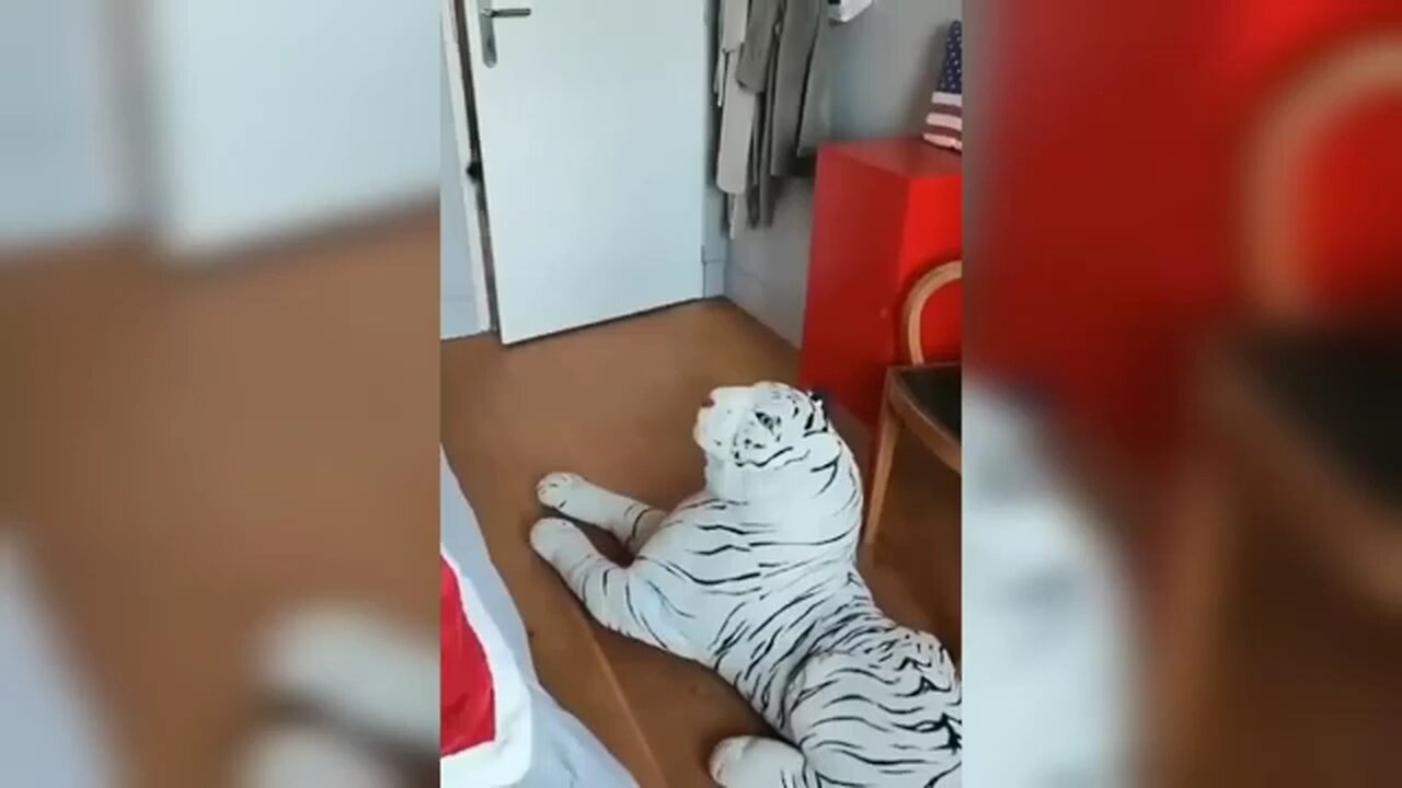 Funny Animal Video 2025 🐶😹| Funny Cat And Dog Videos | Try Not To Laugh