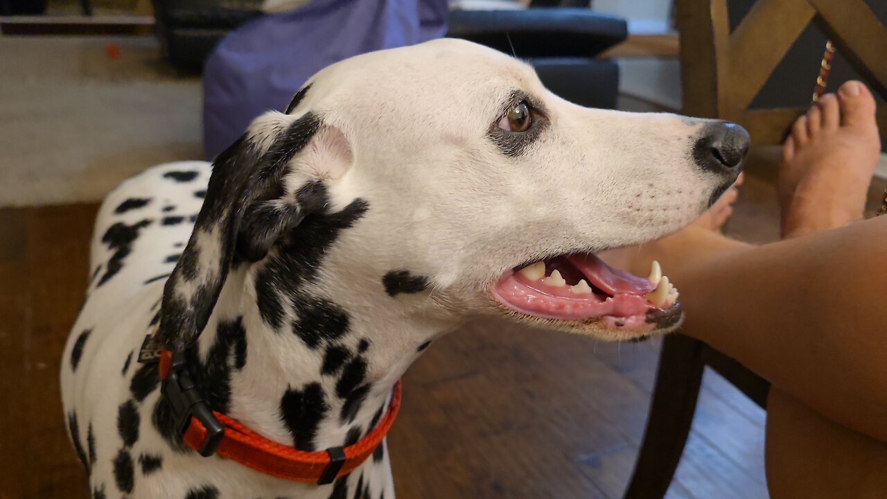 Luna The Dalmation playing cute.