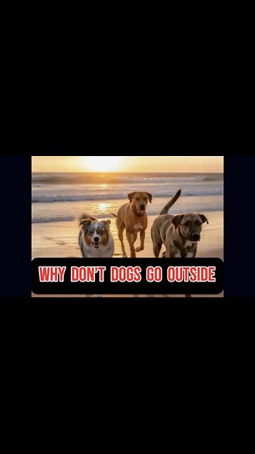 🚨 Why Dogs Won’t Go Outside? 😂 #ASL #deaf #comedy #humor