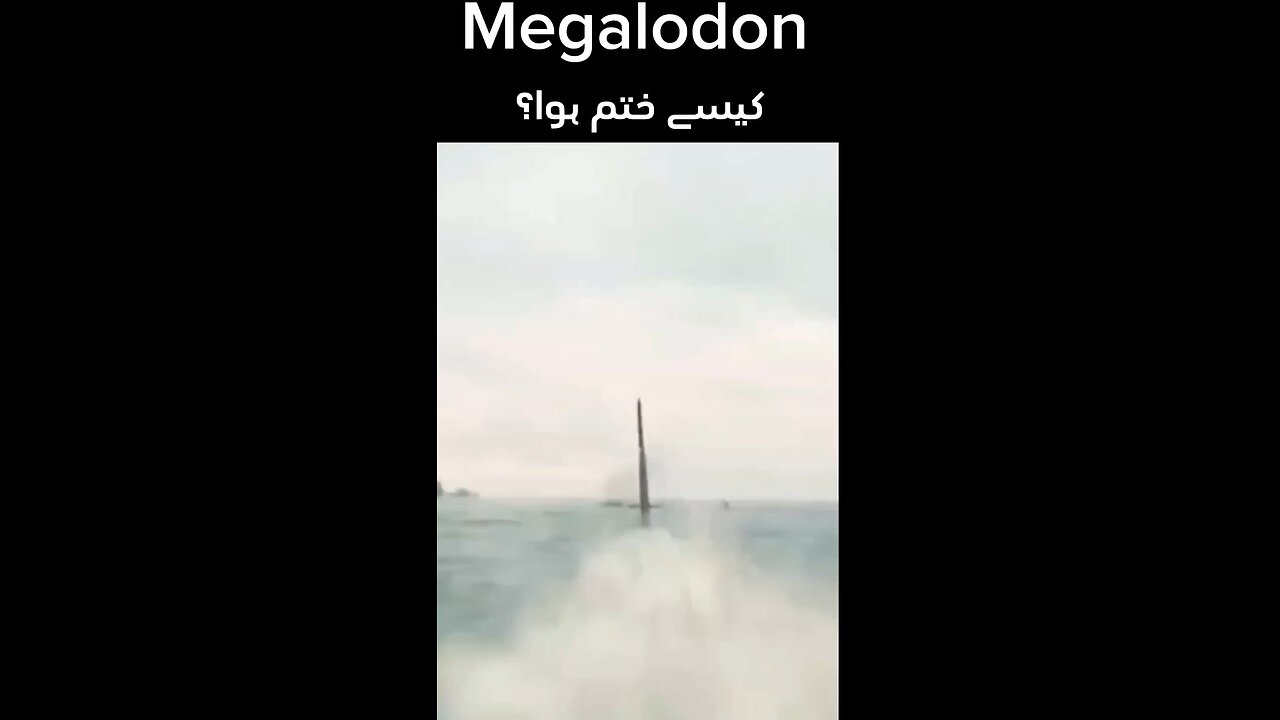 Megalodon