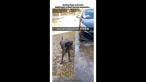 Funny Dog vedios