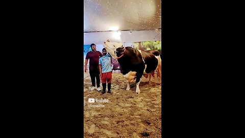 Bull
