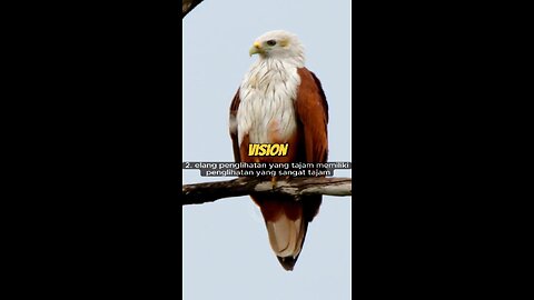 Powerful Facts About Eagles – Kings of the Sky