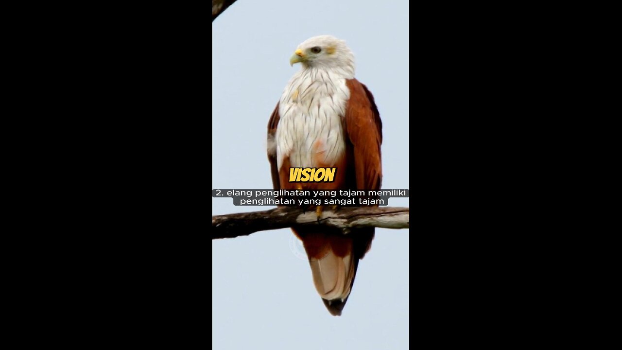 Powerful Facts About Eagles – Kings of the Sky