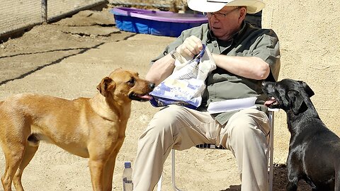 Watch two rescued dogs realize they own their new yard!