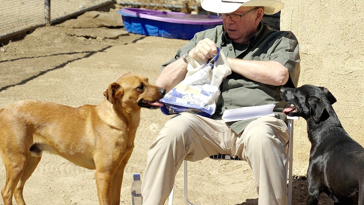 Watch two rescued dogs realize they own their new yard!