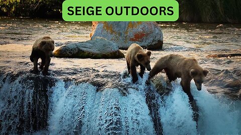 Katmai National Park Bear Feeding Live Stream!