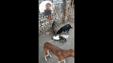 jivdaya mehsana Gujarat