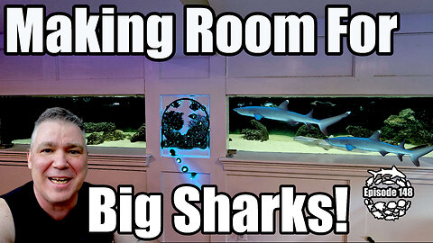 Can My Aquarium Handle a BIG Shark? Challenge Accepted!