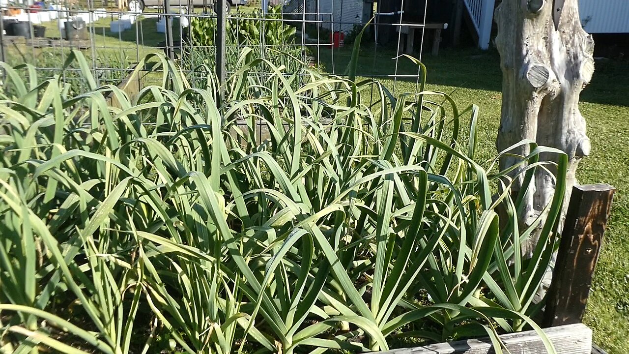 Garden April 2025