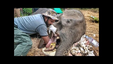 Elephant whose mouth exploded due to explosives 😥😥