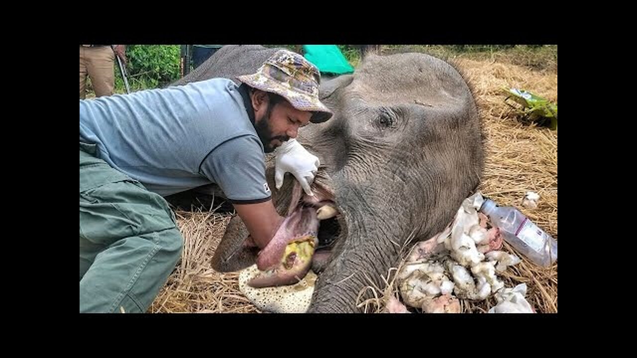 Elephant whose mouth exploded due to explosives 😥😥