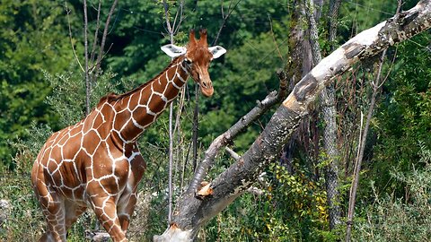 🦒 Giraffes Live in the Wild | Relaxing Wildlife Nature Stream